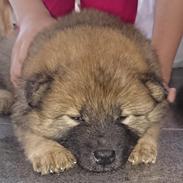 Eurasier Panton