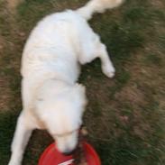 Golden retriever Viggo