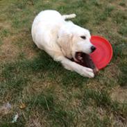 Golden retriever Viggo