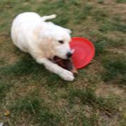 Golden retriever Viggo