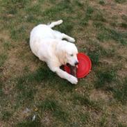 Golden retriever Viggo