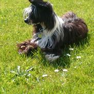 Chinese crested powder puff Dalpina <3