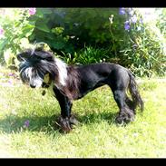 Chinese crested powder puff Dalpina <3