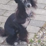 Chinese crested powder puff Dalpina <3