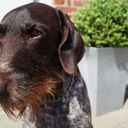 Ruhåret hønsehund Buster