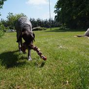 Ruhåret hønsehund Buster