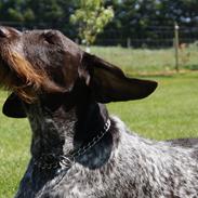 Ruhåret hønsehund Buster