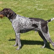 Ruhåret hønsehund Buster