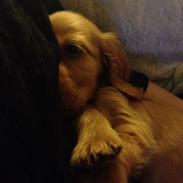 Cocker spaniel Bastian