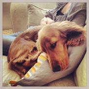 Cocker spaniel Bastian