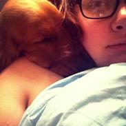 Cocker spaniel Bastian