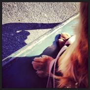 Cocker spaniel Bastian