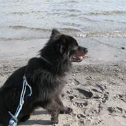 Finsk lapphund Matti