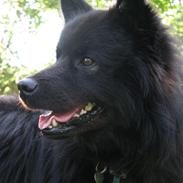 Finsk lapphund Matti