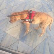 Blanding af racer Kovo