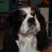 Cavalier king charles spaniel Lucky <3