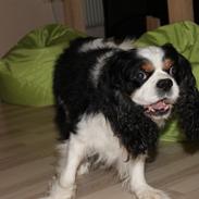 Cavalier king charles spaniel Lucky <3