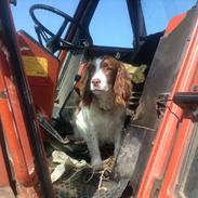 Field Trial spaniel Nelly