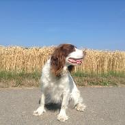 Field Trial spaniel Nelly