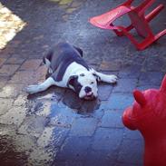 Olde english bulldogge Obie Blue