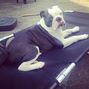 Olde english bulldogge Obie Blue