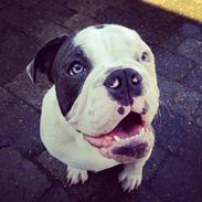 Olde english bulldogge Obie Blue