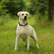 Labrador retriever Mathilde