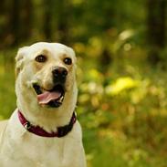 Labrador retriever Mathilde