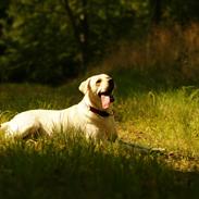 Labrador retriever Mathilde