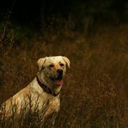 Labrador retriever Mathilde
