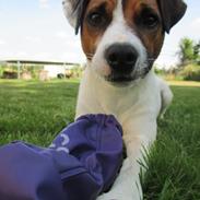 Jack russell terrier Albert