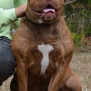 Olde english bulldogge Kingbull´s Cera