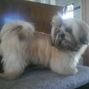 Shih tzu Fonvig's Phoebe