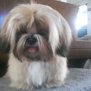 Shih tzu Fonvig's Phoebe