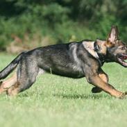 Schæferhund Punktum