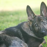 Schæferhund Punktum