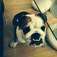 Engelsk bulldog Monster