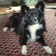 Blanding af racer Pomeranian/papillon