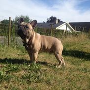 Fransk bulldog Balou