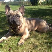 Fransk bulldog Balou