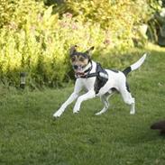 Dansk svensk gaardhund Brownie