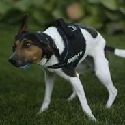 Dansk svensk gaardhund Brownie