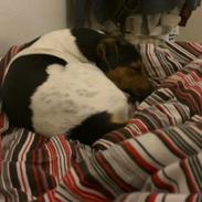 Dansk svensk gaardhund Brownie