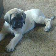 Mastiff Magnus (Dr. Dexter)