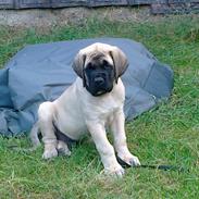 Mastiff Magnus (Dr. Dexter)