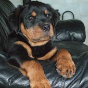 Rottweiler Milo Rottweiler MAN bare skal se.