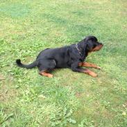 Rottweiler Milo Rottweiler MAN bare skal se.