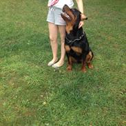 Rottweiler Milo Rottweiler MAN bare skal se.