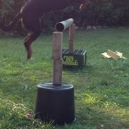 Rottweiler Milo Rottweiler MAN bare skal se.