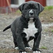 Perro De Presa Canario Bøvs